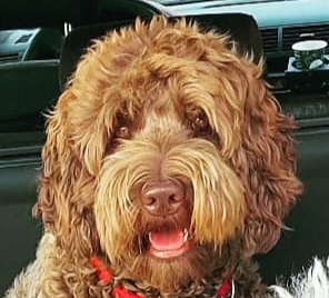 labradoodle